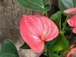 Anthurium Pink (6” pot)