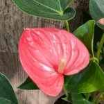 Anthurium Pink (6” pot)