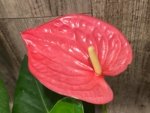 Anthurium Pink (6” pot) - Image 3