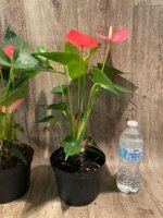 Anthurium Pink (6” pot) - Image 9