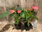Anthurium Pink (6” pot) - Image 7
