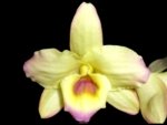 Fragrant - Dendrobium Mellow Heart 'Yellow Mind' (4” pot)