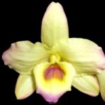 Fragrant - Dendrobium Mellow Heart 'Yellow Mind' (4” pot)