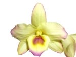 Fragrant - Dendrobium Mellow Heart 'Yellow Mind' (4” pot) - Image 2