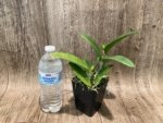 IN BUD Fragrance Blc. Hsinying Greenworth 'NN' Fragrant (5 pot) - Image 3