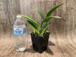 IN BUD Fragrance Blc. Hsinying Greenworth 'NN' Fragrant (5 pot) - Image 5