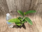 IN BUD Fragrance Blc. Hsinying Greenworth 'NN' Fragrant (5 pot) - Image 4