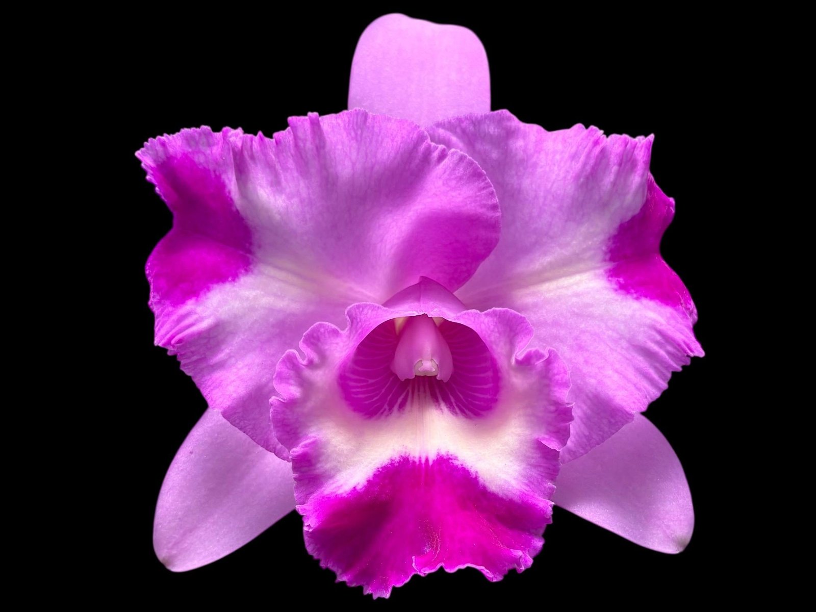 il_fullxfull.8305370781_e049.jpg Bc. Island Charm (3.5” pot) - Image 1