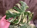 Rare Monstera Deliciosa 'Green Snow' Variegated Exact Plant (6.5” pot) - Image 2