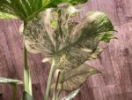 Rare Monstera Deliciosa 'Green Snow' Variegated Exact Plant (6.5” pot) - Image 8
