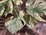 Rare Monstera Deliciosa 'Green Snow' Variegated Exact Plant (6.5” pot) - Image 11