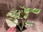 Rare Monstera Deliciosa 'Green Snow' Variegated Exact Plant (6.5” pot) - Image 3