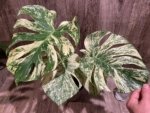 Rare Monstera Deliciosa 'Green Snow' Variegated Exact Plant (6.5” pot) - Image 14