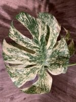 Rare Monstera Deliciosa 'Green Snow' Variegated Exact Plant (6.5” pot) - Image 16