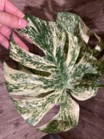 Rare Monstera Deliciosa 'Green Snow' Variegated Exact Plant (6.5” pot) - Image 13