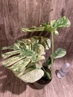 Rare Monstera Deliciosa 'Green Snow' Variegated Exact Plant (6.5” pot) - Image 15