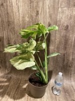 Rare Monstera Deliciosa 'Green Snow' Variegated Exact Plant (6.5” pot) - Image 17