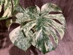 Rare Monstera Deliciosa 'Green Snow' Variegated Exact Plant (6.5” pot)