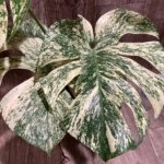Rare Monstera Deliciosa 'Green Snow' Variegated Exact Plant (6.5” pot)