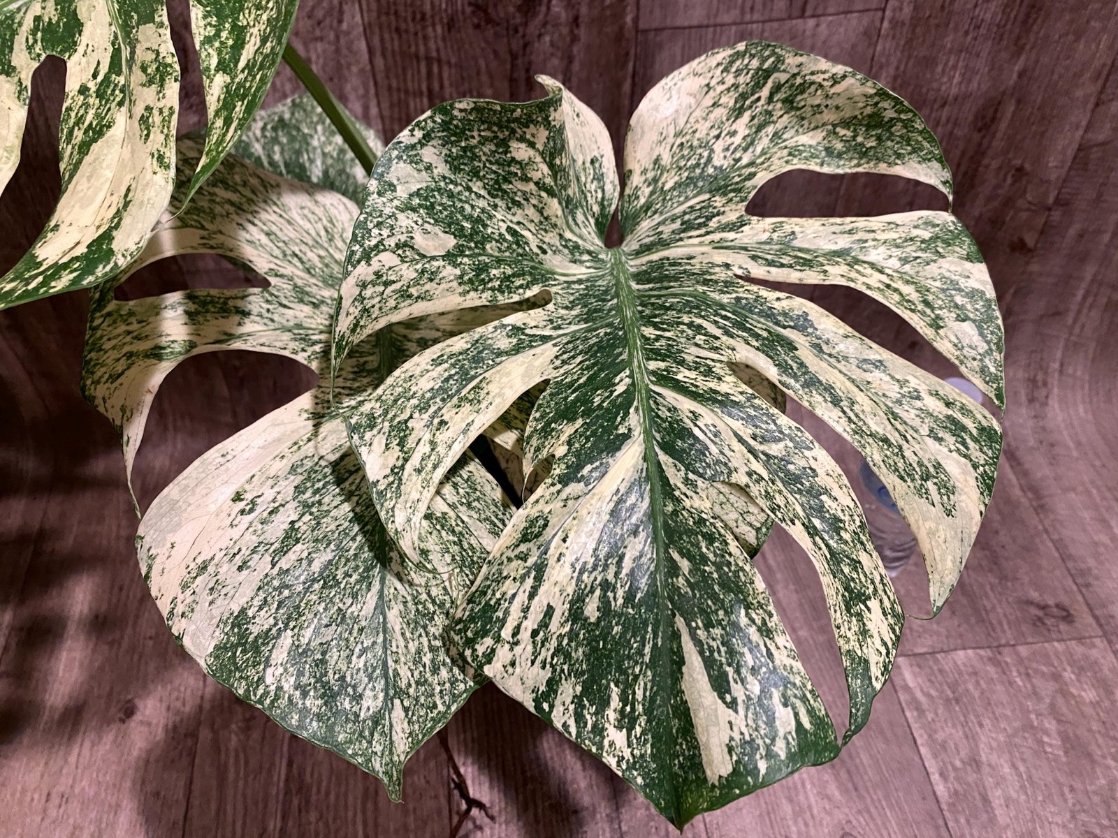 il_fullxfull.8305773155_213d.jpg Rare Monstera Deliciosa 'Green Snow' Variegated Exact Plant (6.5” pot) - Image 1