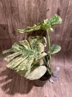 Rare Monstera Deliciosa 'Green Snow' Variegated Exact Plant (6.5” pot) - Image 10