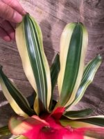 Bromeliad Variegated  (6” pot) - Image 13