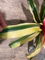 Bromeliad Variegated  (6” pot) - Image 11