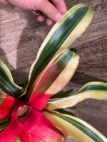 Bromeliad Variegated  (6” pot) - Image 15