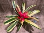 Bromeliad Variegated  (6” pot) - Image 5