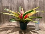 Bromeliad Variegated  (6” pot) - Image 8