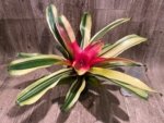 Bromeliad Variegated  (6” pot) - Image 7