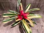 Bromeliad Variegated  (6” pot) - Image 9