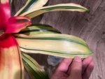 Bromeliad Variegated  (6” pot) - Image 10