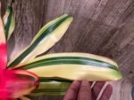Bromeliad Variegated  (6” pot) - Image 12