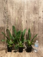 Double Spikes Oncidium Hilo Firecracker Sangria' (3.5” Pot) - Image 2