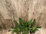 Double Spikes Oncidium Hilo Firecracker Sangria' (3.5” Pot) - Image 7