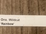 IN SPIKE Oncidium Wildcat 'Rainbow' (3.5” pot) - Image 6