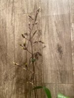 IN SPIKE Oncidium Wildcat 'Rainbow' (3.5” pot) - Image 2