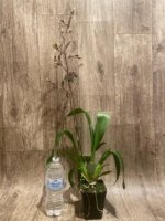 IN SPIKE Oncidium Wildcat 'Rainbow' (3.5” pot) - Image 5