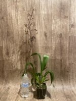 IN SPIKE Oncidium Wildcat 'Rainbow' (3.5” pot) - Image 4