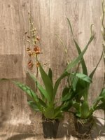 DOUBLE SPIKES - Ons. Catatante ‘Sun King’ (3.5” pot) - Image 7