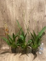DOUBLE SPIKES - Ons. Catatante ‘Sun King’ (3.5” pot) - Image 5