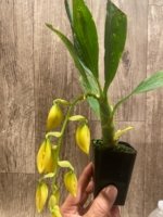 In Spike Cycnoches William Clarke '2023' × Cyc. Brown's Choice 'Spotted Swan' (2” pot) - Image 2