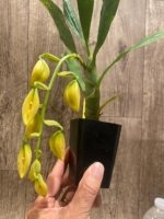 In Spike Cycnoches William Clarke '2023' × Cyc. Brown's Choice 'Spotted Swan' (2” pot) - Image 3