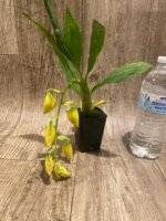 In Spike Cycnoches William Clarke '2023' × Cyc. Brown's Choice 'Spotted Swan' (2” pot) - Image 5