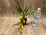 In Spike Cycnoches William Clarke '2023' × Cyc. Brown's Choice 'Spotted Swan' (2” pot) - Image 7