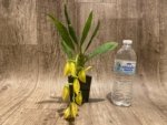 In Spike Cycnoches William Clarke '2023' × Cyc. Brown's Choice 'Spotted Swan' (2” pot) - Image 6