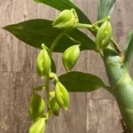 In Spike Cycnoches William Clarke '2023' × Cyc. Brown's Choice 'Spotted Swan' (2” pot)