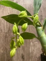 In Spike Cycnoches William Clarke '2023' × Cyc. Brown's Choice 'Spotted Swan' (2” pot)