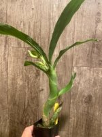 In Spike Cycnoches Baker's Paradise 'Brown Sugar' × Cyc. barthiorum 'Jungle Mist Freckles' AM/AOS (2” pot) - Image 3